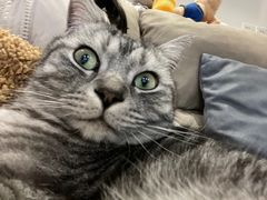-瑞派名望24h动物医院异宠专科·猫专科·骨科·重症监护分院