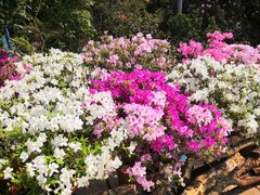 -梧桐山风景名胜区