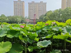 -陈家山荷花公园