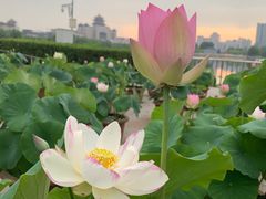 -莲花池公园