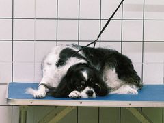 -沐沐家宠物(成寿寺店)