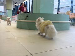 -怪兽屋·羊驼·猫咖·狗咖(俊华广场店)