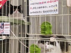 -猫的天空之城概念书店(北戴河蔚蓝海岸店)
