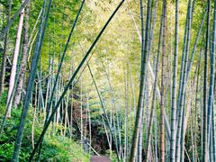 -楠溪江石桅岩