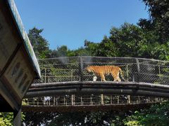 -深圳野生动物园