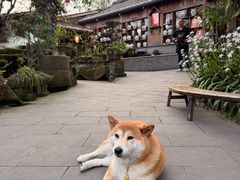 -青城甲(青城山店)