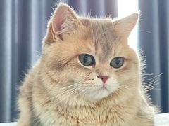 -美联众合宠物医院·爱萌分院·内外科·猫科中心