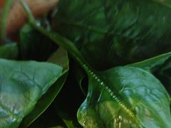 -老员外骨汤火锅(海州古城店)