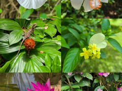 -中国科学院西双版纳热带植物园