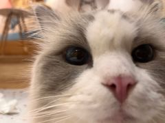 -滚猫咖啡·猫咖·猫友好撸猫(未来城店)