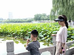 -莲花池公园