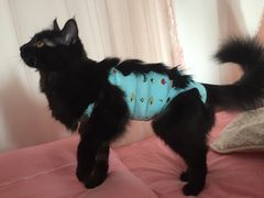 -纳吉亚猫专科动物医院博雅分院