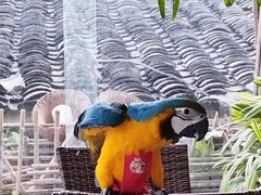 -吉丁鸟咖·异宠·寄养