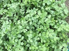 -凤来栖·净庭院·火锅(欧尚店)