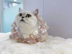 -爱洗澡的猫(望京店)