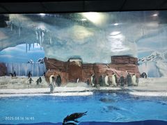 -海合安成都极地海洋公园