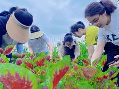 -樂桃源奉贤黄桃种植采摘基地