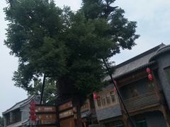 -老槐树煎包