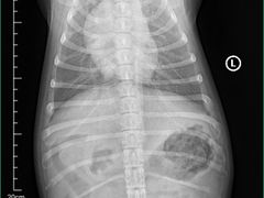 -爱妮康宠物医院·干细胞免疫细胞·肿瘤·心脏(张江店)