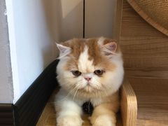 -啵啵喵·猫咖(攀华国际店)