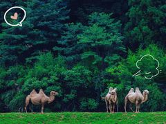 -杭州野生动物世界