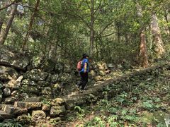 -天目山大树王景区