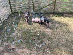 -黄海国家森林公园