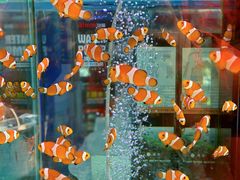 -青石桥花鸟鱼虫市场(叠翠城店)