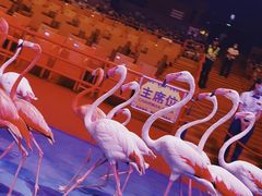 -广州长隆国际大马戏