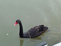 -鹅湖玫瑰文化园