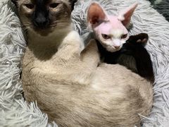 -喵的天空名猫咖啡馆·撸猫·猫舍·用品