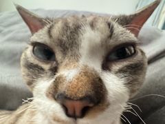 -瑞派动物医院·猫专科·至诚(江南中分院)