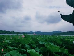 -西湖外事游船(花港观鱼码头)