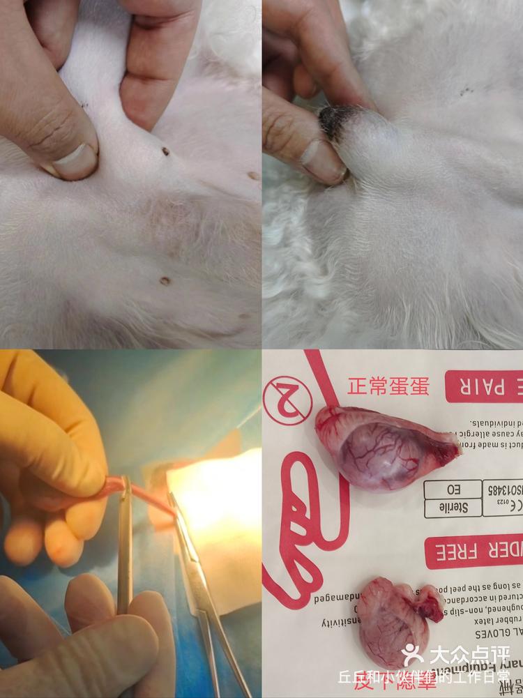 当发现狗狗只有一个蛋蛋的时候一定要注意哦!-大众点评
