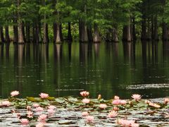 -白鹭湾湿地公园