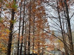 -白水寺森林公园