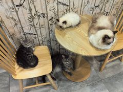 -楼上猫咖(罗湖店)
