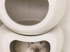 -怪兽屋·羊驼·猫咖·狗咖(俊华广场店)