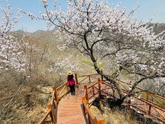 -大岭沟猕猴桃谷风景区