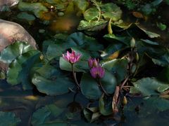 -深圳仙湖植物园