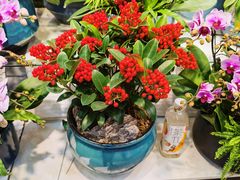 -双季花艺园艺市场(浦东店)