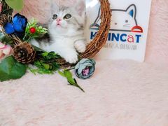 -十年猫舍·猫咪专门店(普陀店)