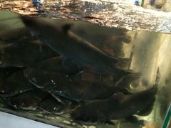 -湄公河秘制烤鱼(西双十贰城商业中心店)