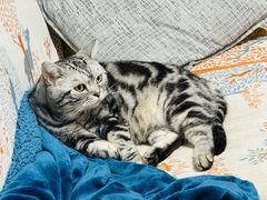 -北京观赏动物医院·24小时大型综合·猫专科·异宠专科