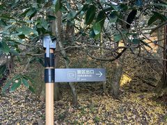 -天目山大树王景区