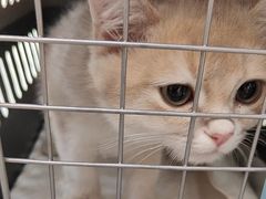 -瑞派伍一宠物医院·眼科·骨科·猫科转诊中心(马王堆院)