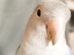 -吉丁鸟咖·异宠·寄养