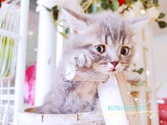 -十年猫舍·猫咪专门店(普陀店)