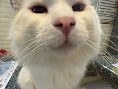 -平行世界·猫咖(首经贸店)