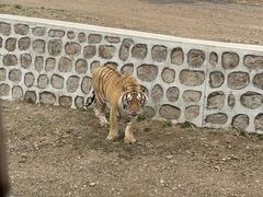-横道河子东北虎林园